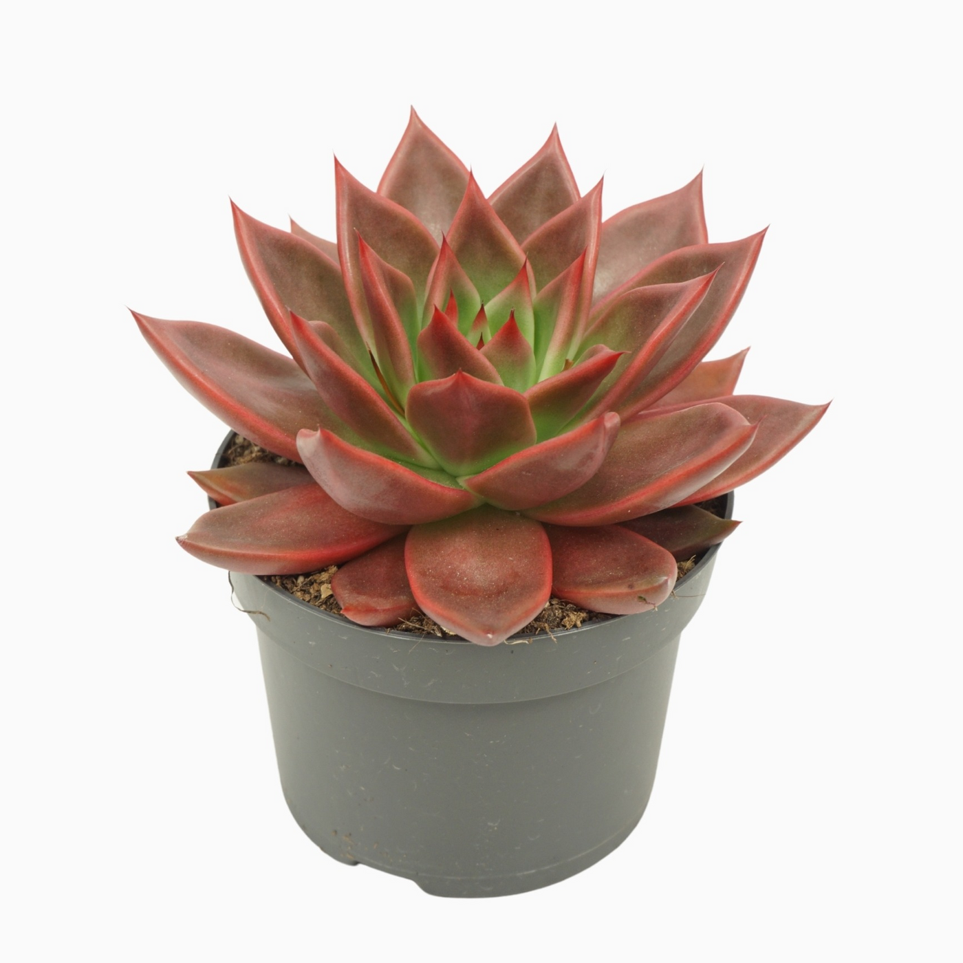 Planta naturala H15cm Echeveria antaris PS13/ in pamant