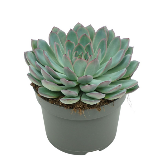 Planta naturala H15cm Echeveria 'Apus' PS13/ in pamant