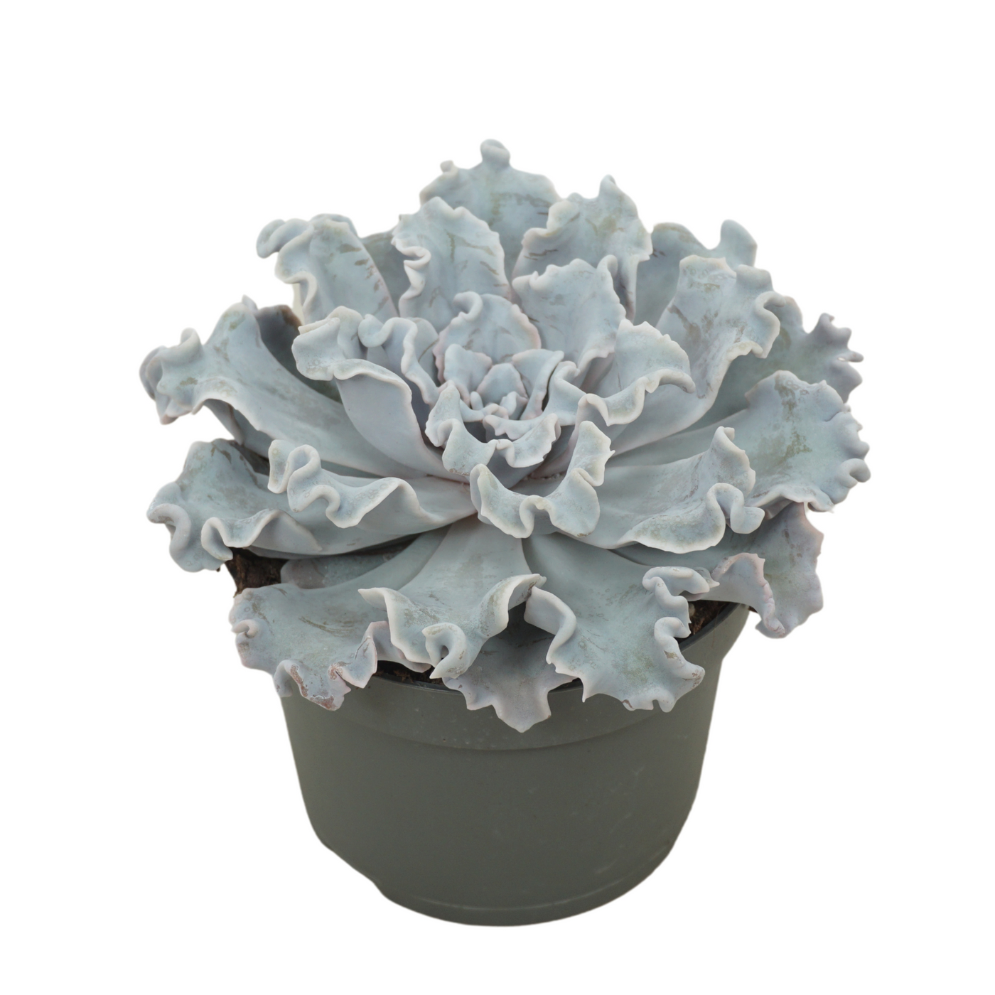 Planta naturala H15cm Echeveria crispy beauty PS13/ in pamant