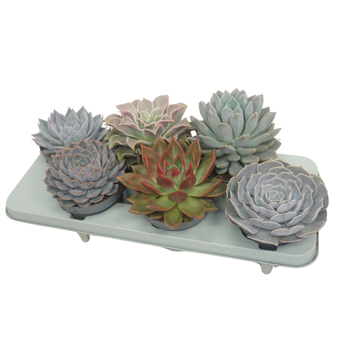 Planta naturala H15cm Echeveria gemengd PS13/ in pamant