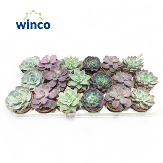 Planta naturala H15cm Echeveria mix PS8.5/ in pamant