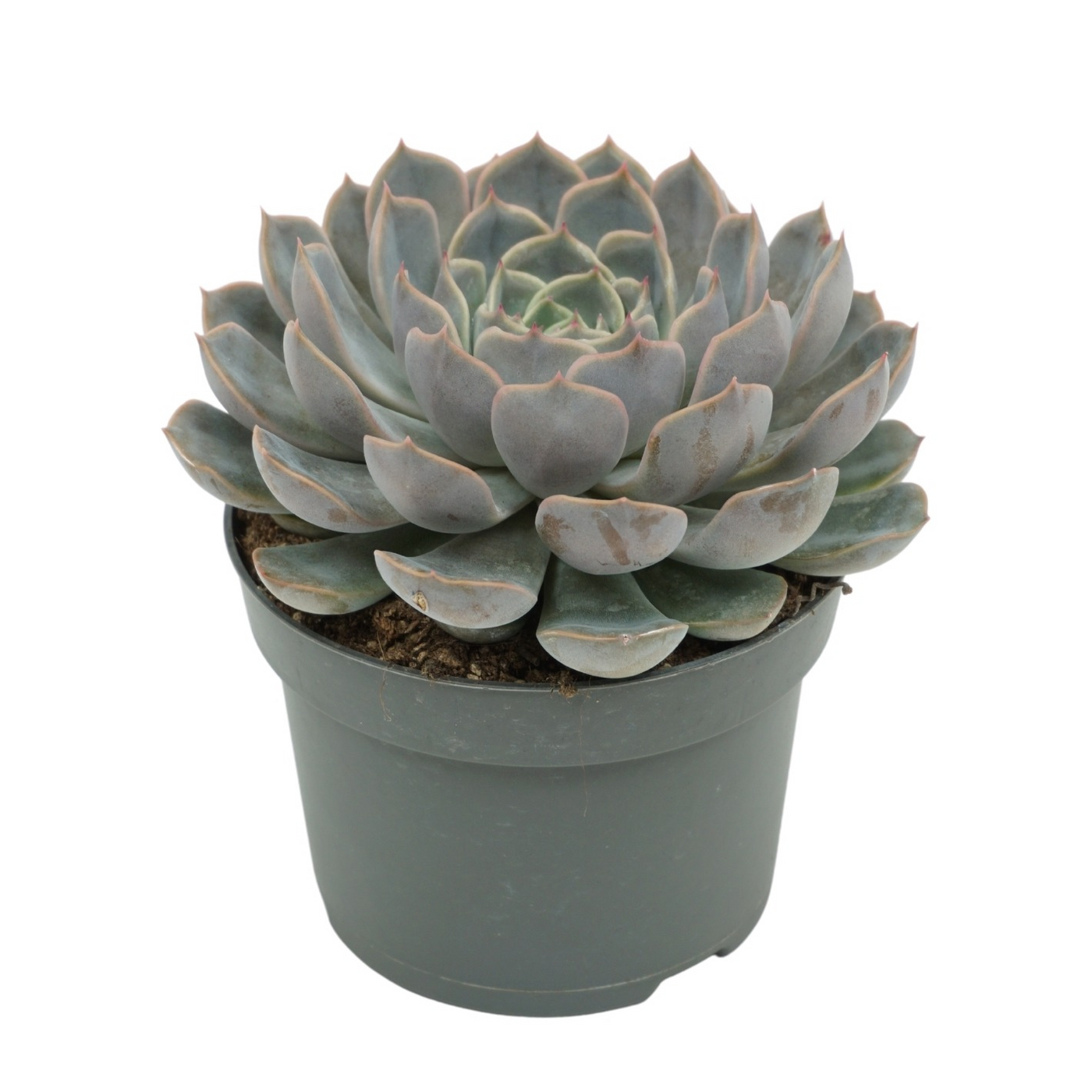 Planta naturala H15cm Echeveria 'Orion' PS13/ in pamant