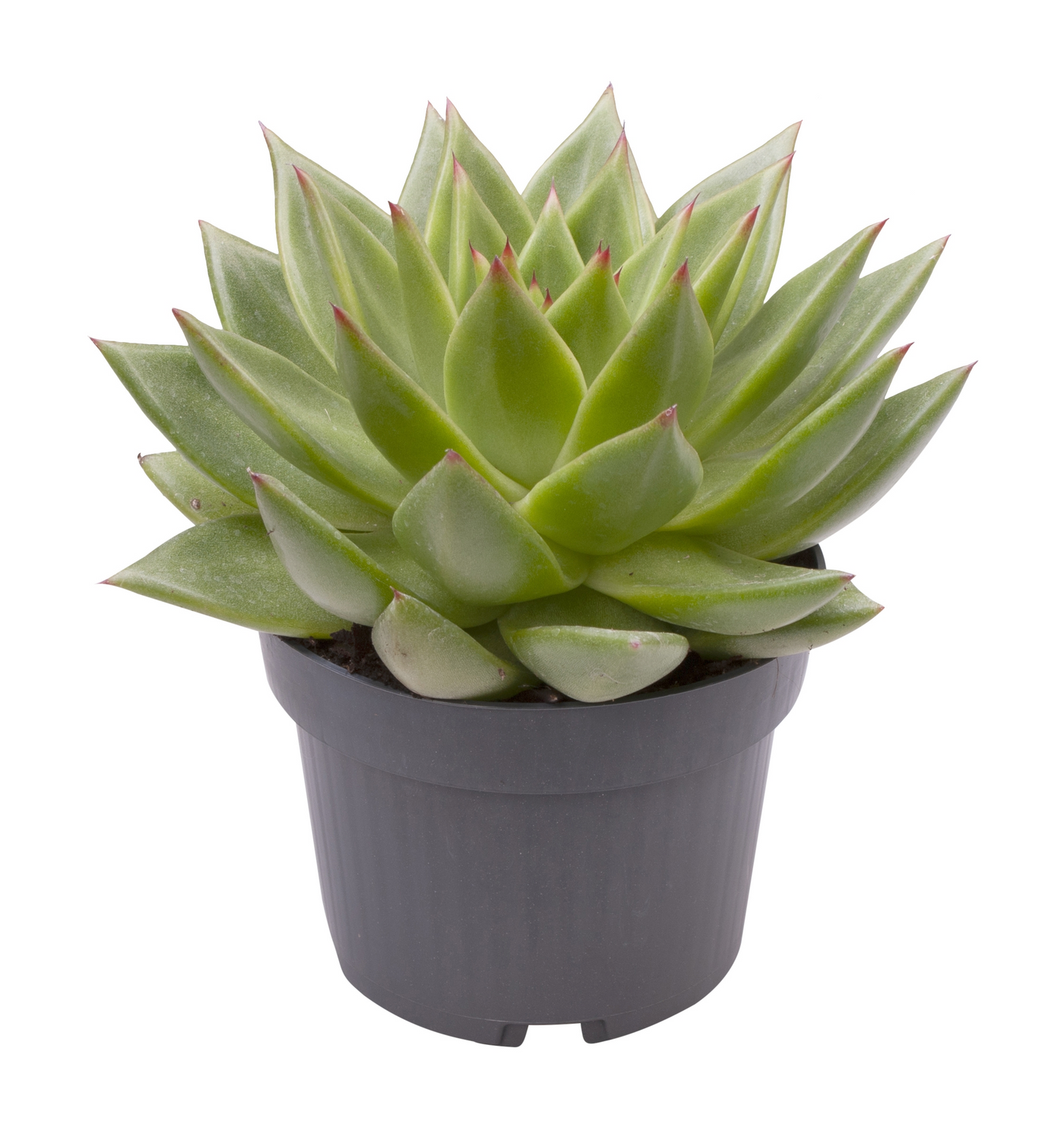 Planta naturala H15cm Echeveria Pluto Galaxy PS9/ in pamant