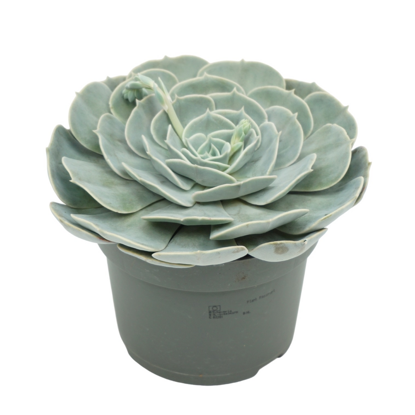 Planta naturala H15cm Echeveria 'Pollux' PS13/ in pamant