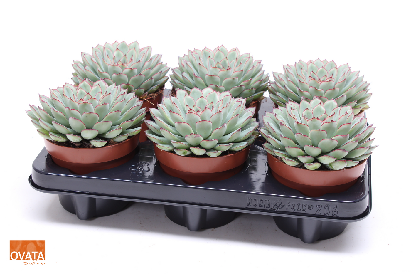 Planta naturala H15cm Echeveria pulidonis PS12/ in pamant
