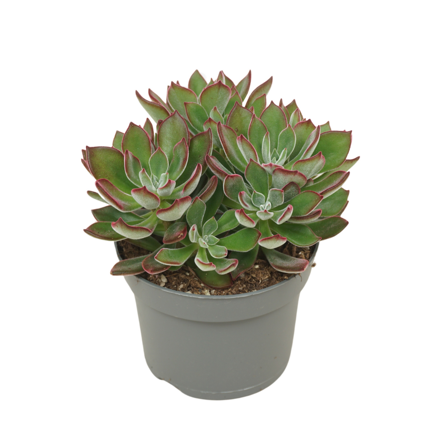 Planta naturala H15cm Echeveria pulvinata Devotion PS13/ in pamant