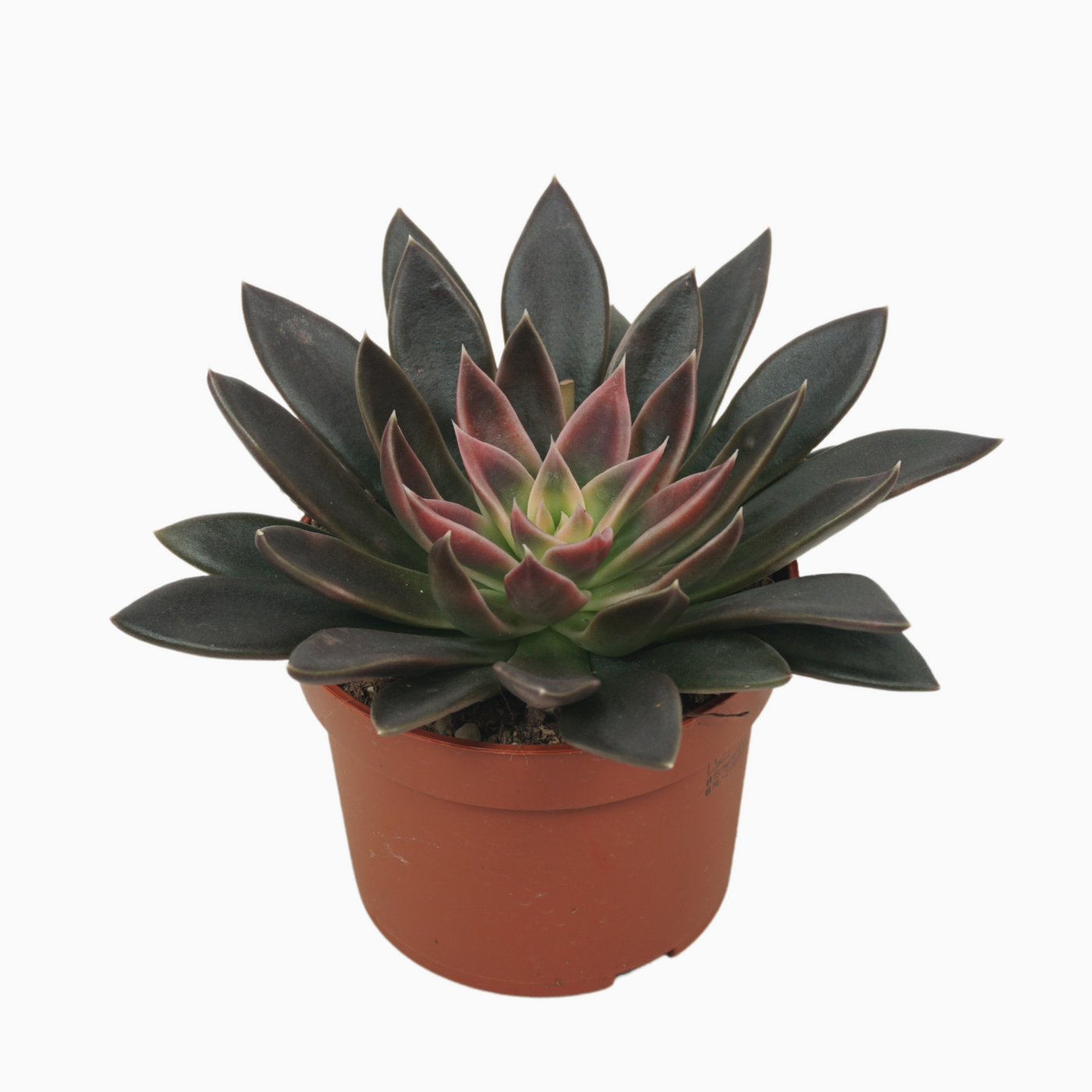 Planta naturala H15cm Echeveria serana PS10/ in pamant