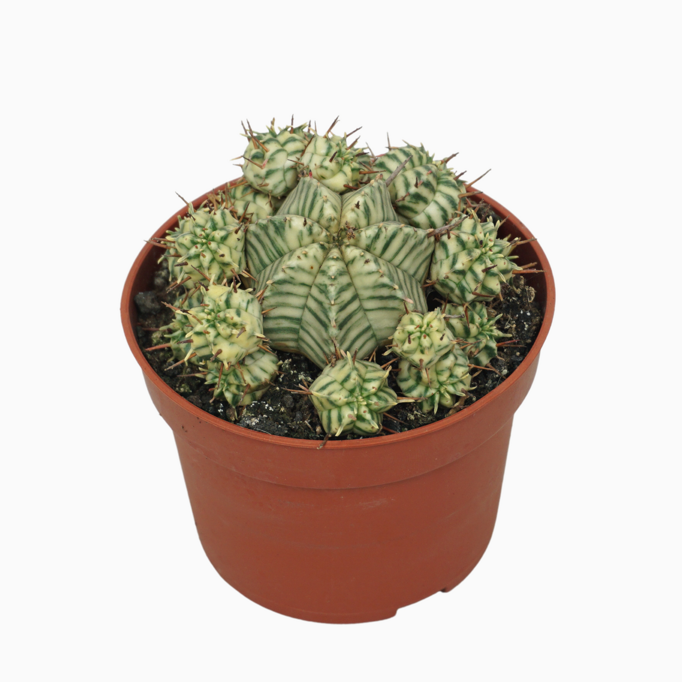 Planta naturala H15cm Euphorbia meloformis variegata PS10/ in pamant