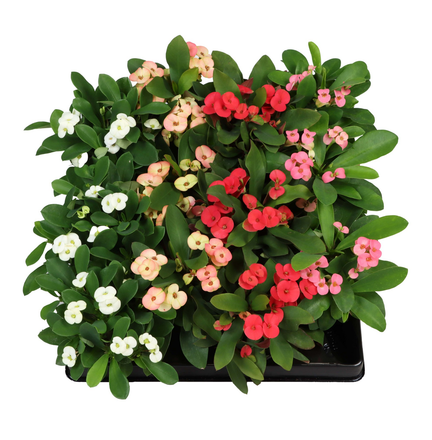 Planta naturala H15cm Euphorbia Milii mix PS6/ in pamant