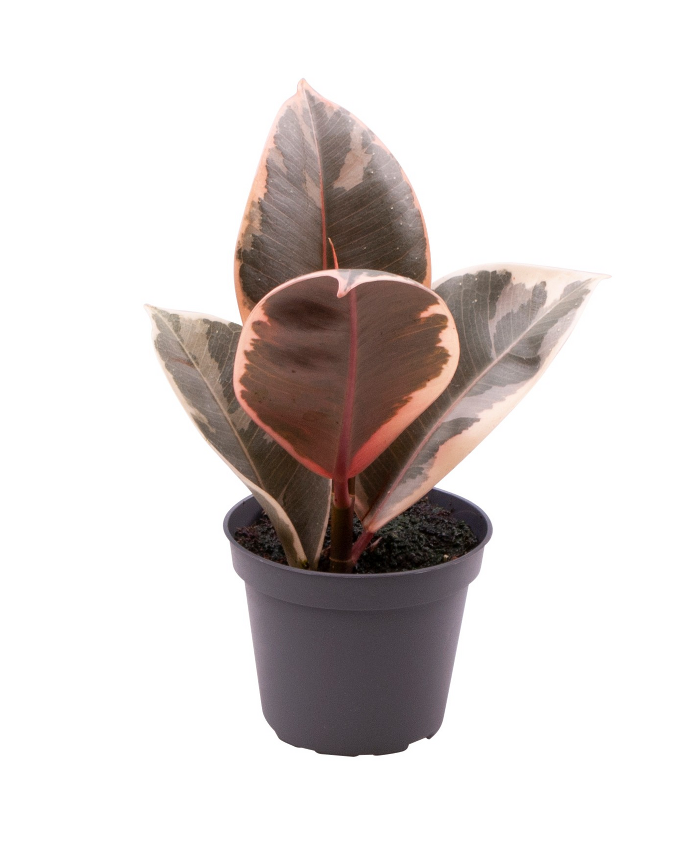 Planta naturala H15cm Ficus elastica 'Belize' PS6/ in pamant