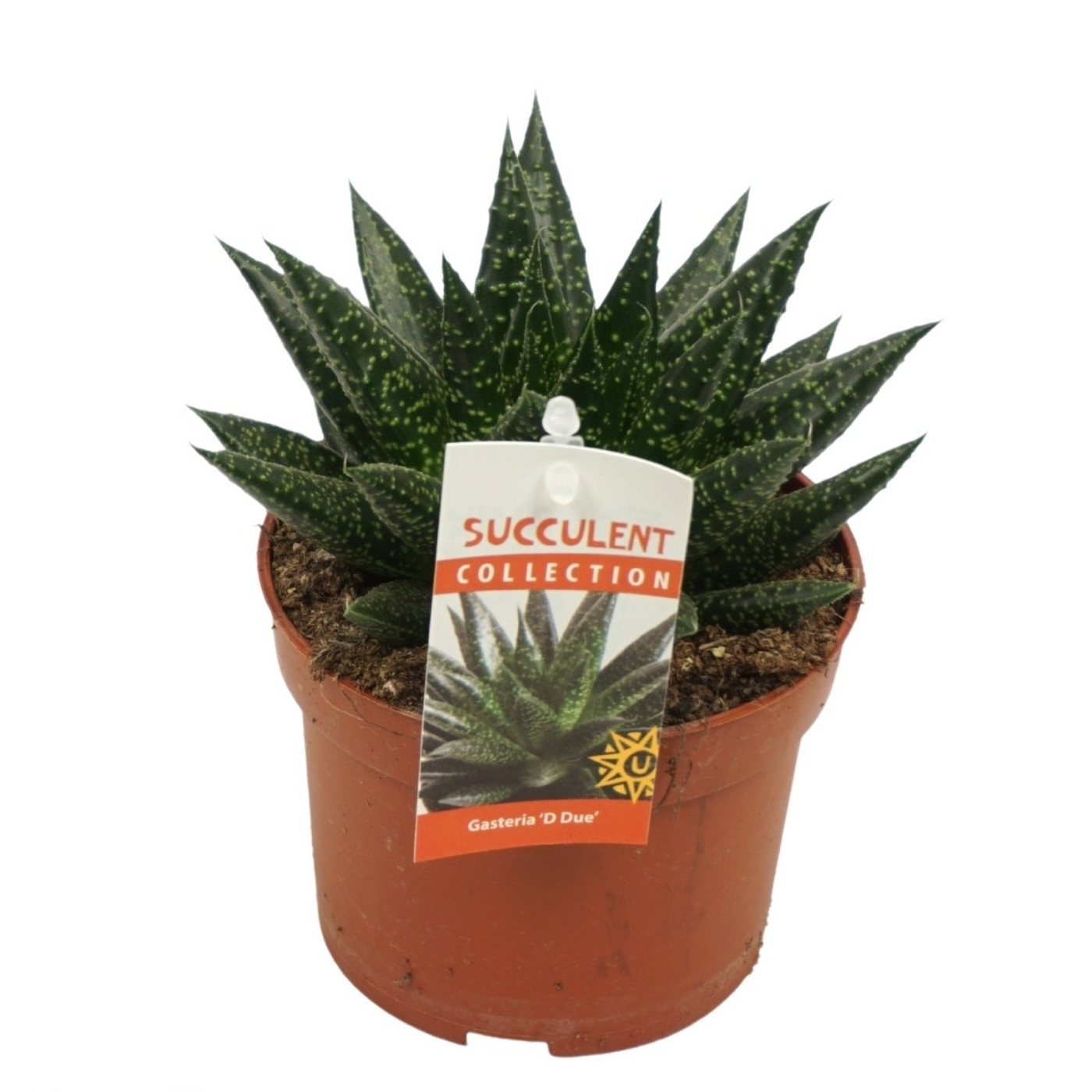 Planta naturala H15cm Gasteria 'D Due' PS10/ in pamant