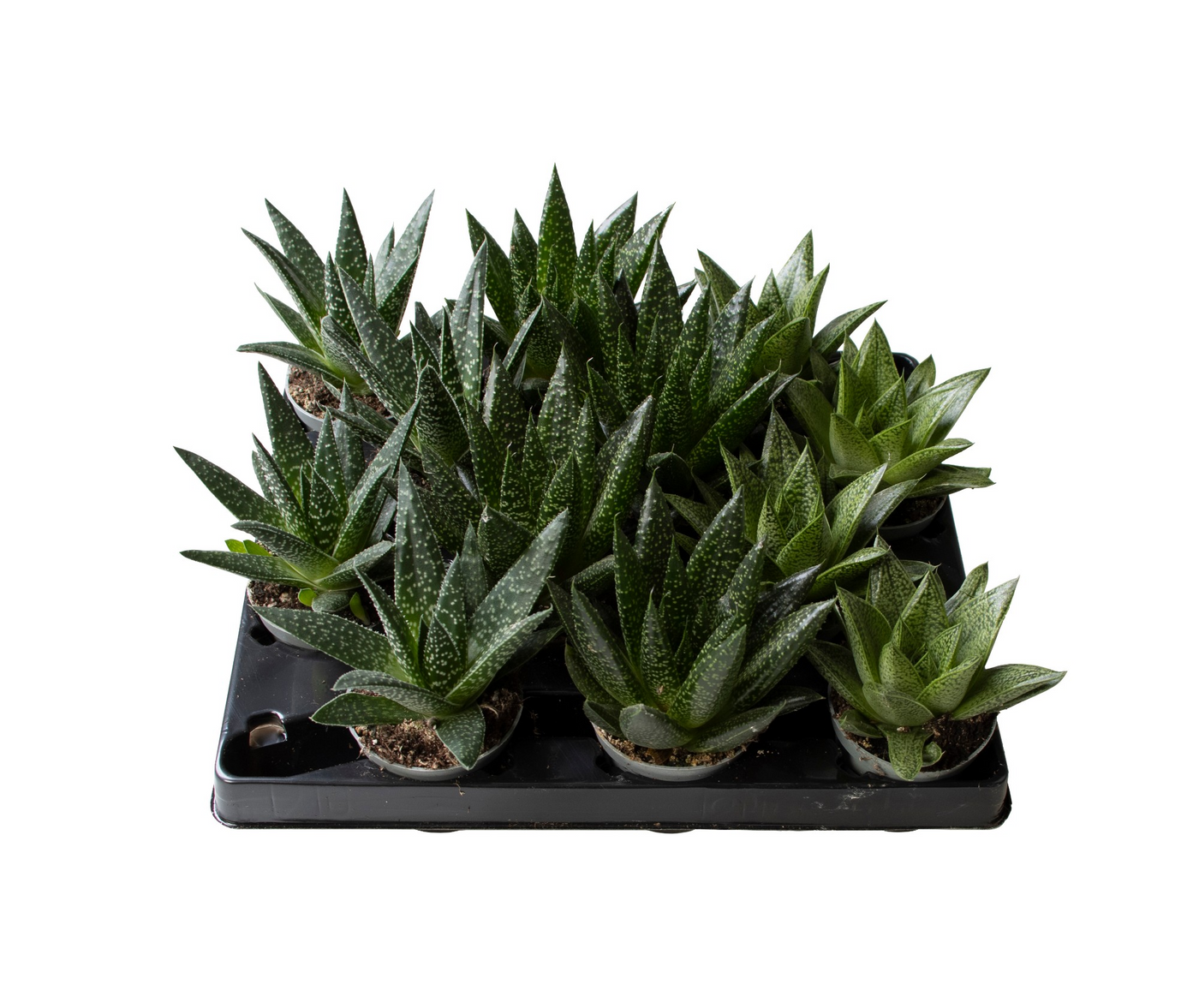 Planta naturala H15cm Gasteria mix PS6/ in pamant