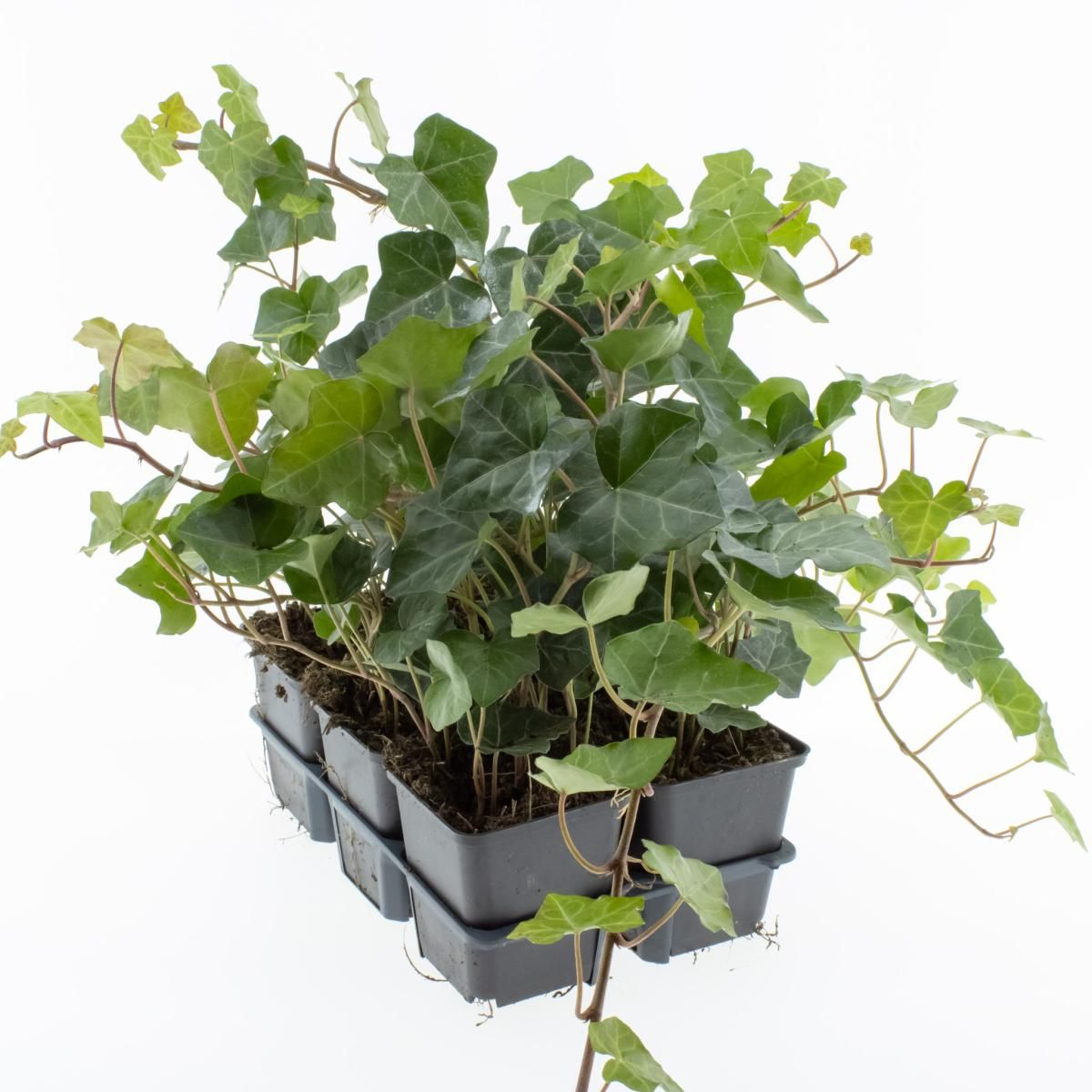 Planta naturala H15cm Hedera hibernica PS9/ in pamant