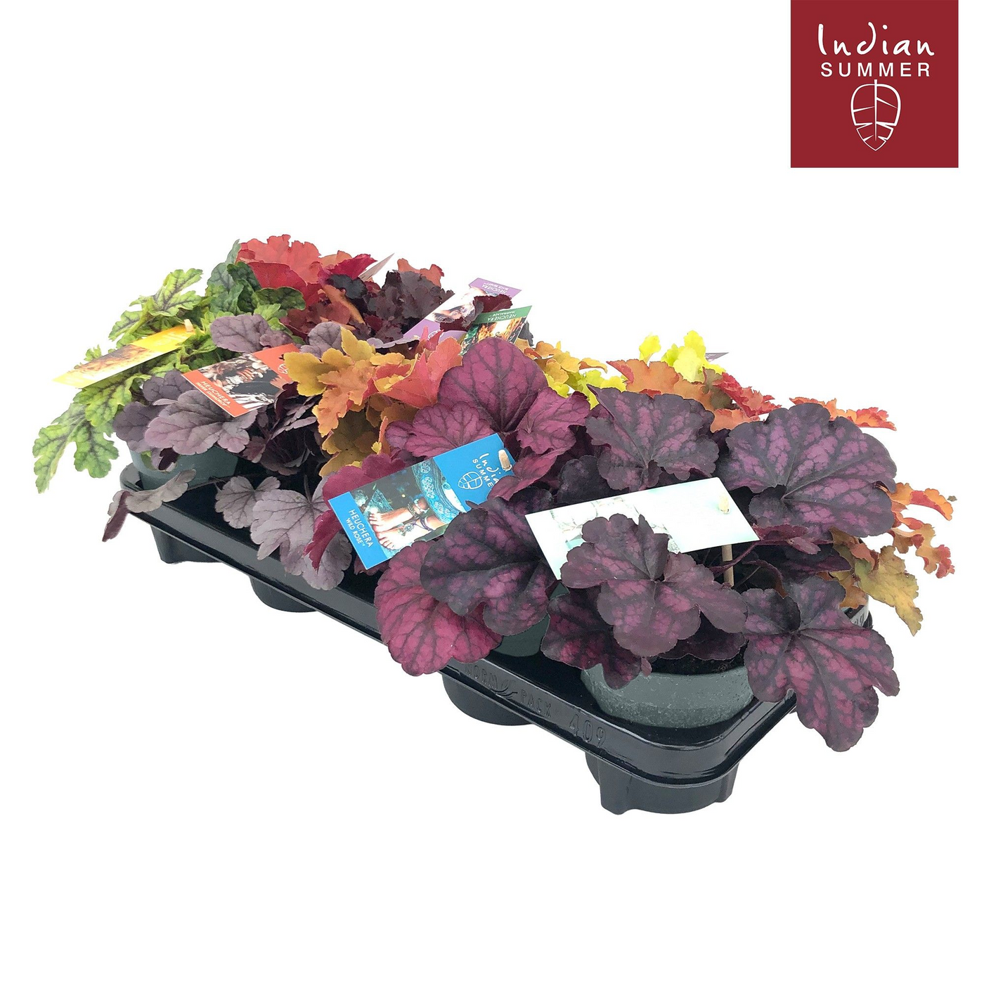 Planta naturala H15cm Heuchera 'Indian Summer' mix PS12/ in pamant
