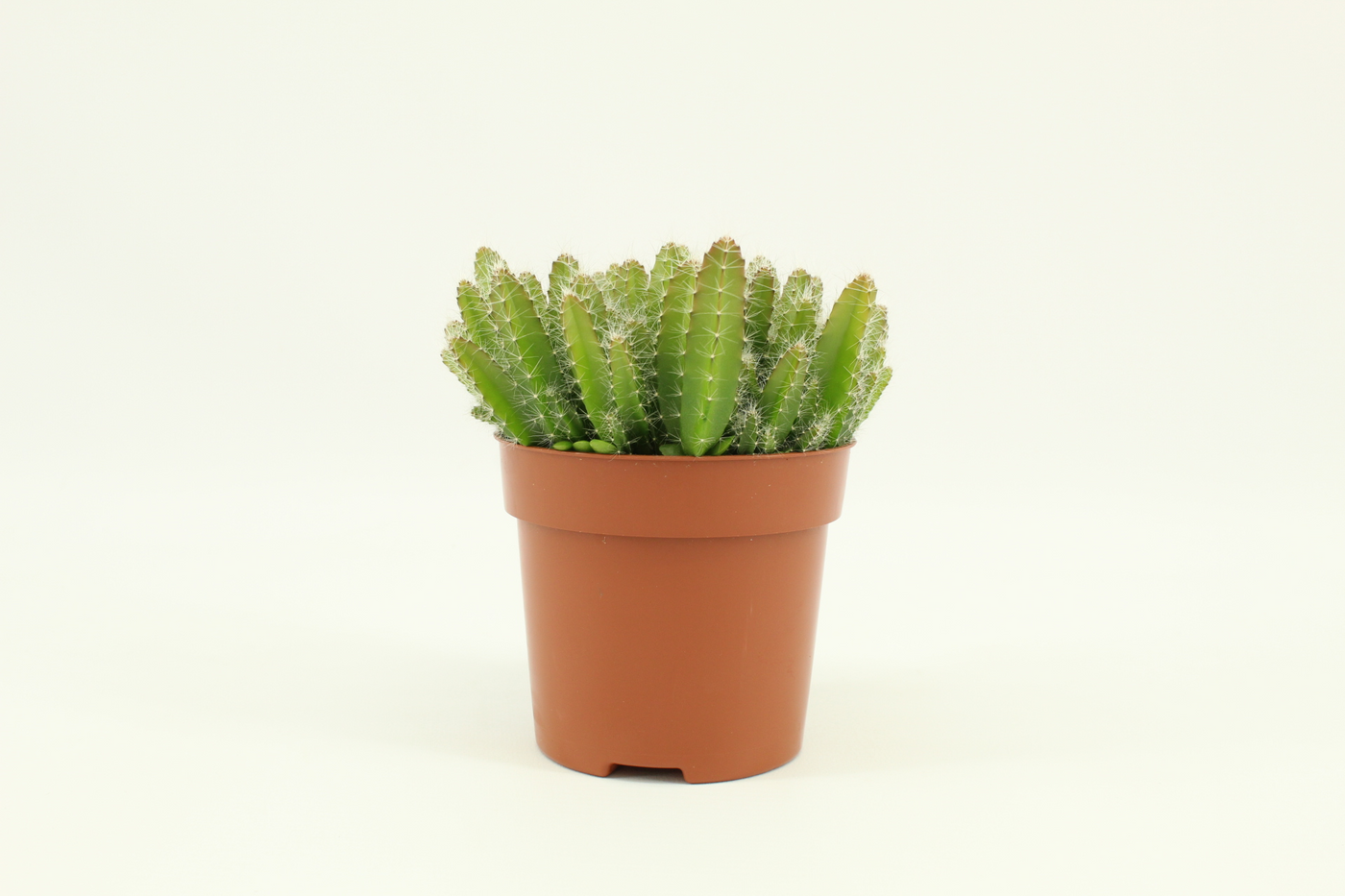 Planta naturala H15cm Hylocereus Undatus PS10/ in pamant