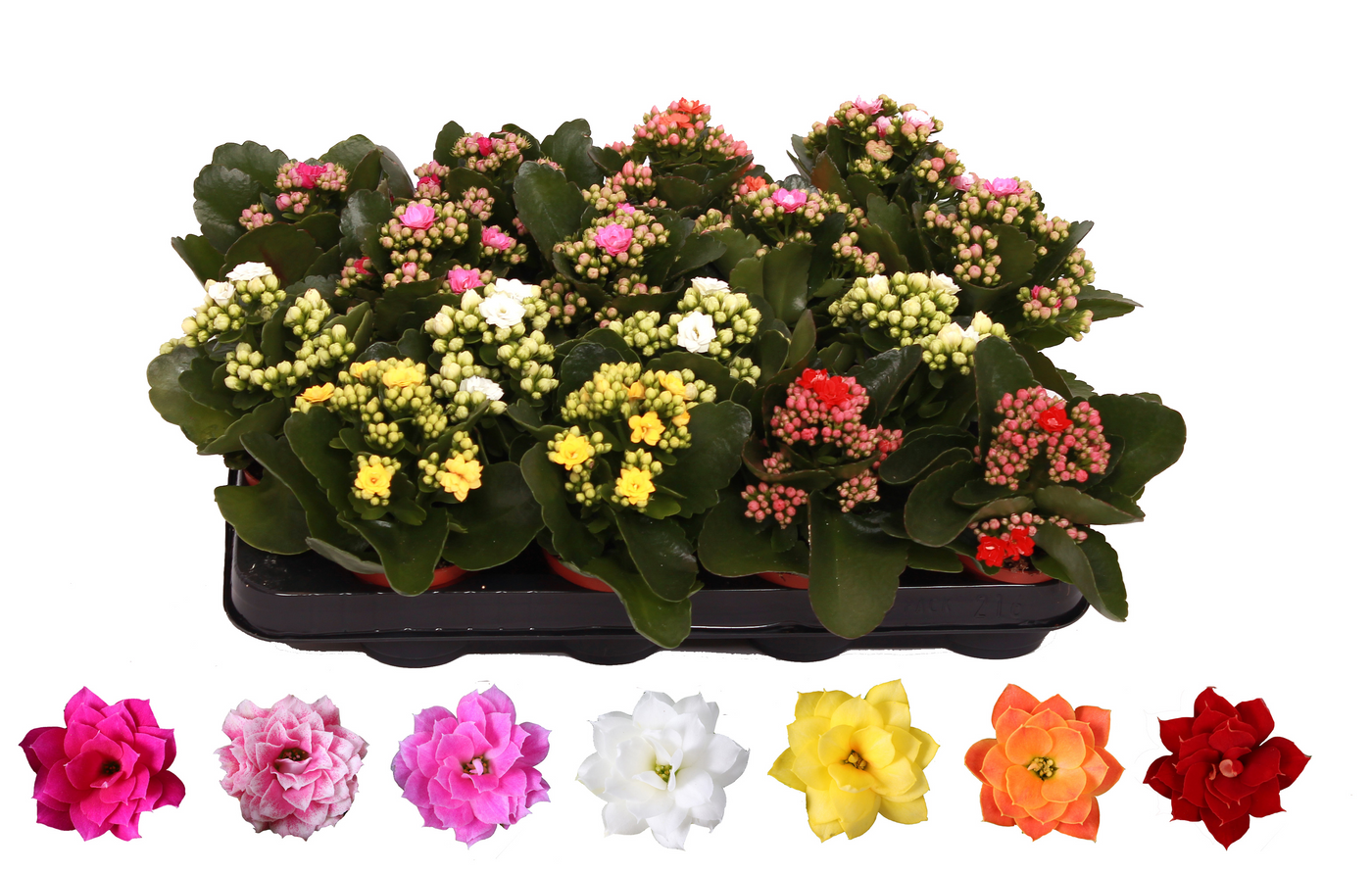 Planta naturala H15cm Kalanchoe Rosalina mix PS7/ in pamant