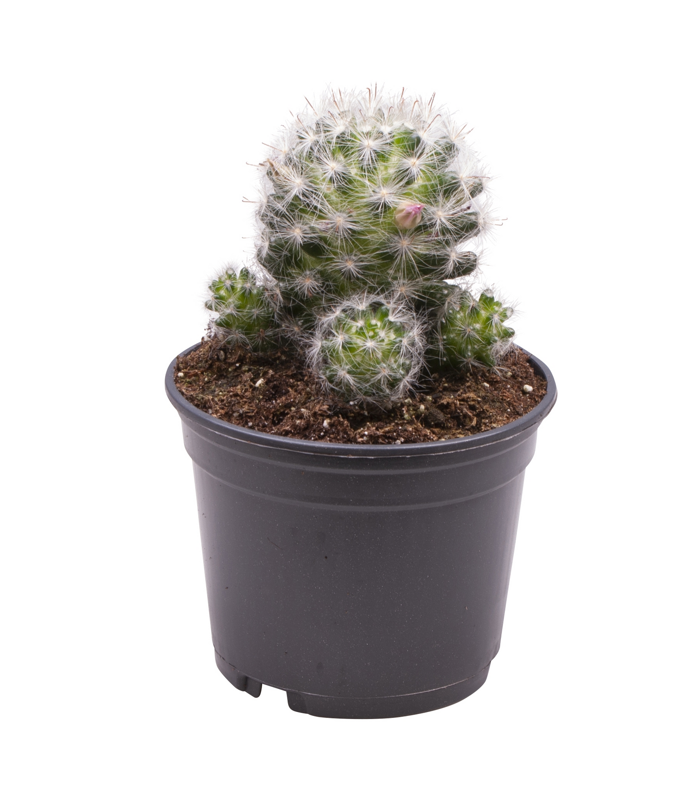 Planta naturala H15cm Mammillaria spinosissima PS9/ in pamant
