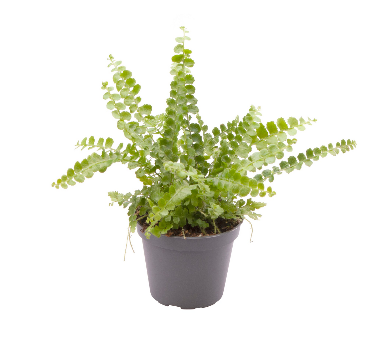 Planta naturala H15cm Nephrolepis exaltata 'Duffii' PS6/ in pamant