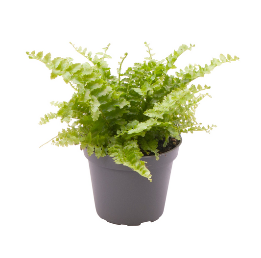 Planta naturala H15cm Nephrolepis exaltata 'Fluffy Ruffle' PS6/ in pamant