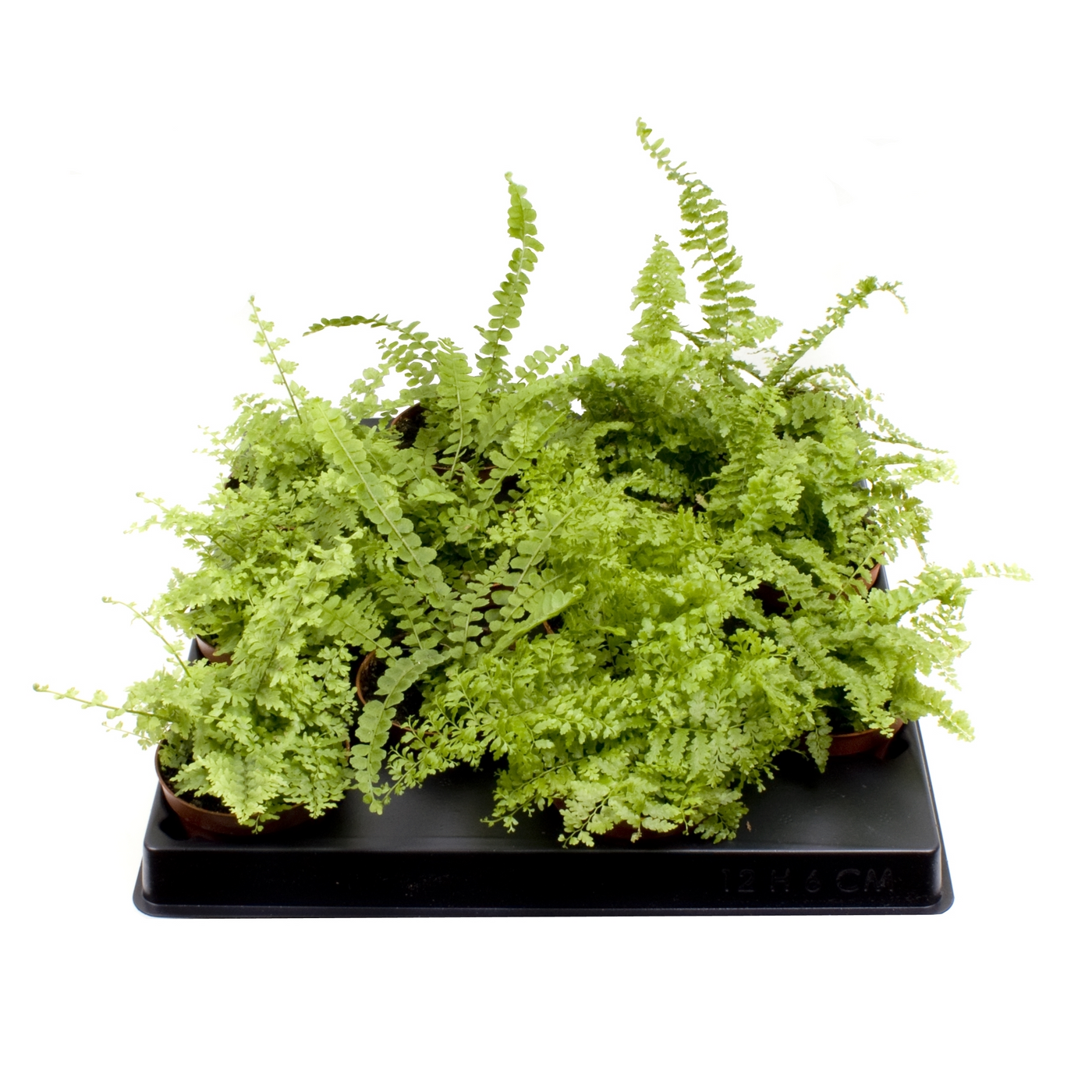 Planta naturala H15cm Nephrolepis Exaltata mix PS6/ in pamant