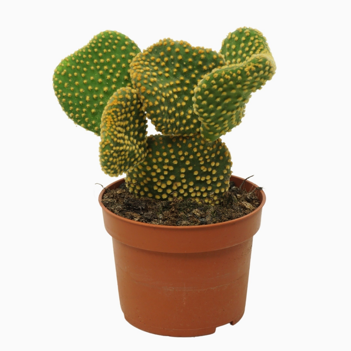 Planta naturala H15cm Opuntia microdasys 'Cristata' PS10/ in pamant