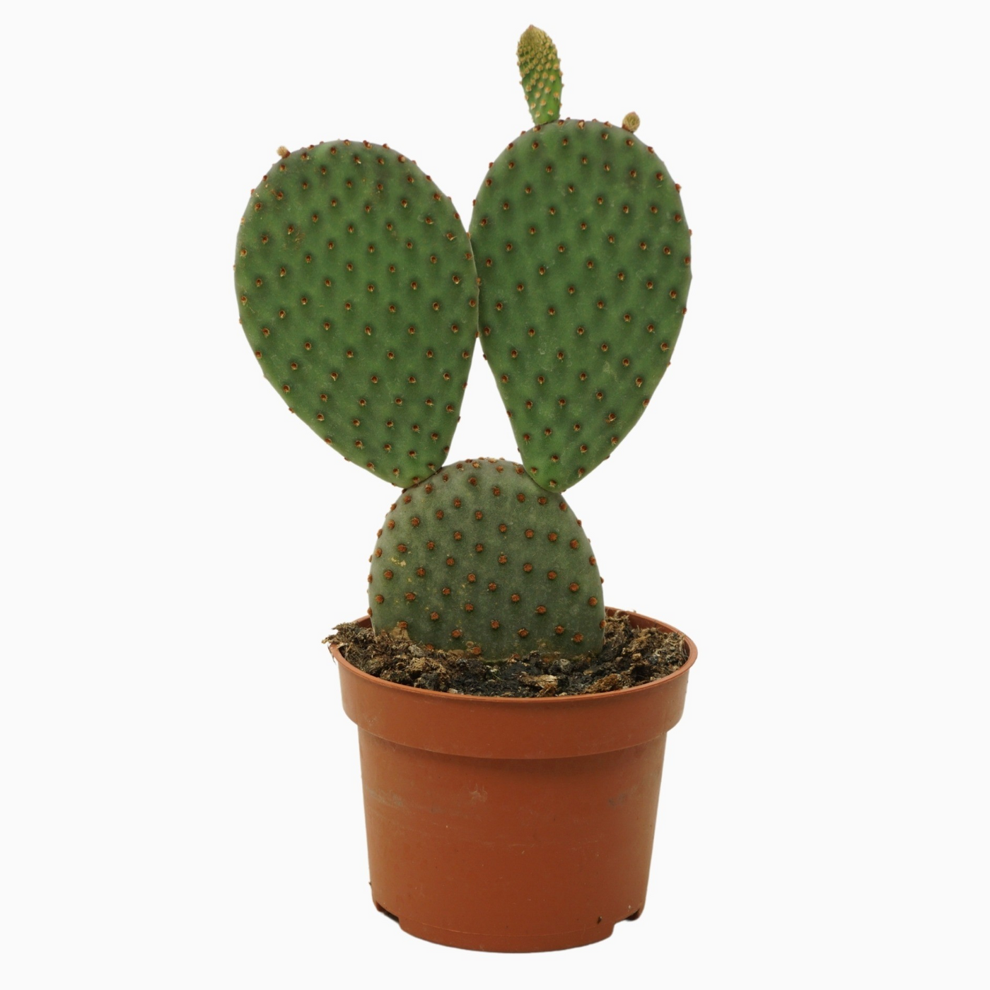 Planta naturala H15cm Opuntia microdasys PS10/ in pamant