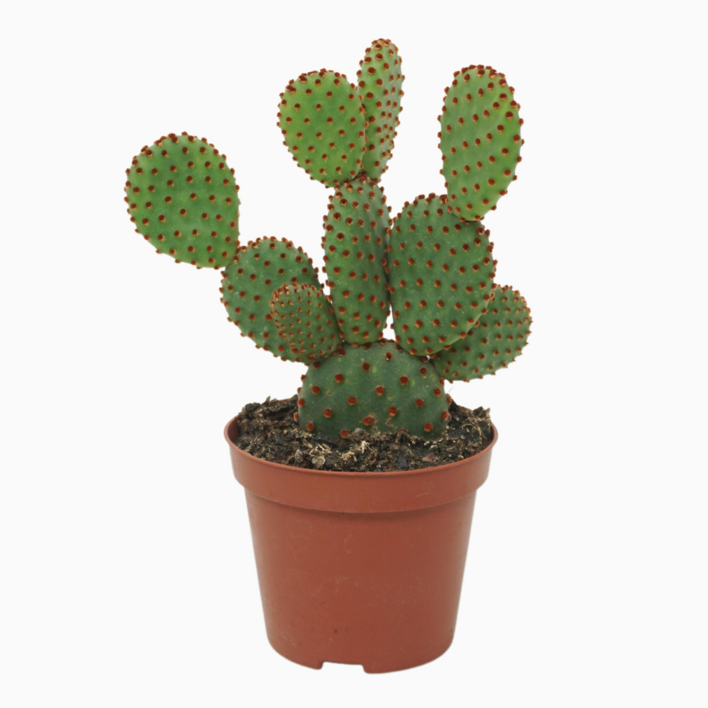 Planta naturala H15cm Opuntia microdasys subsp. rufida PS8/ in pamant