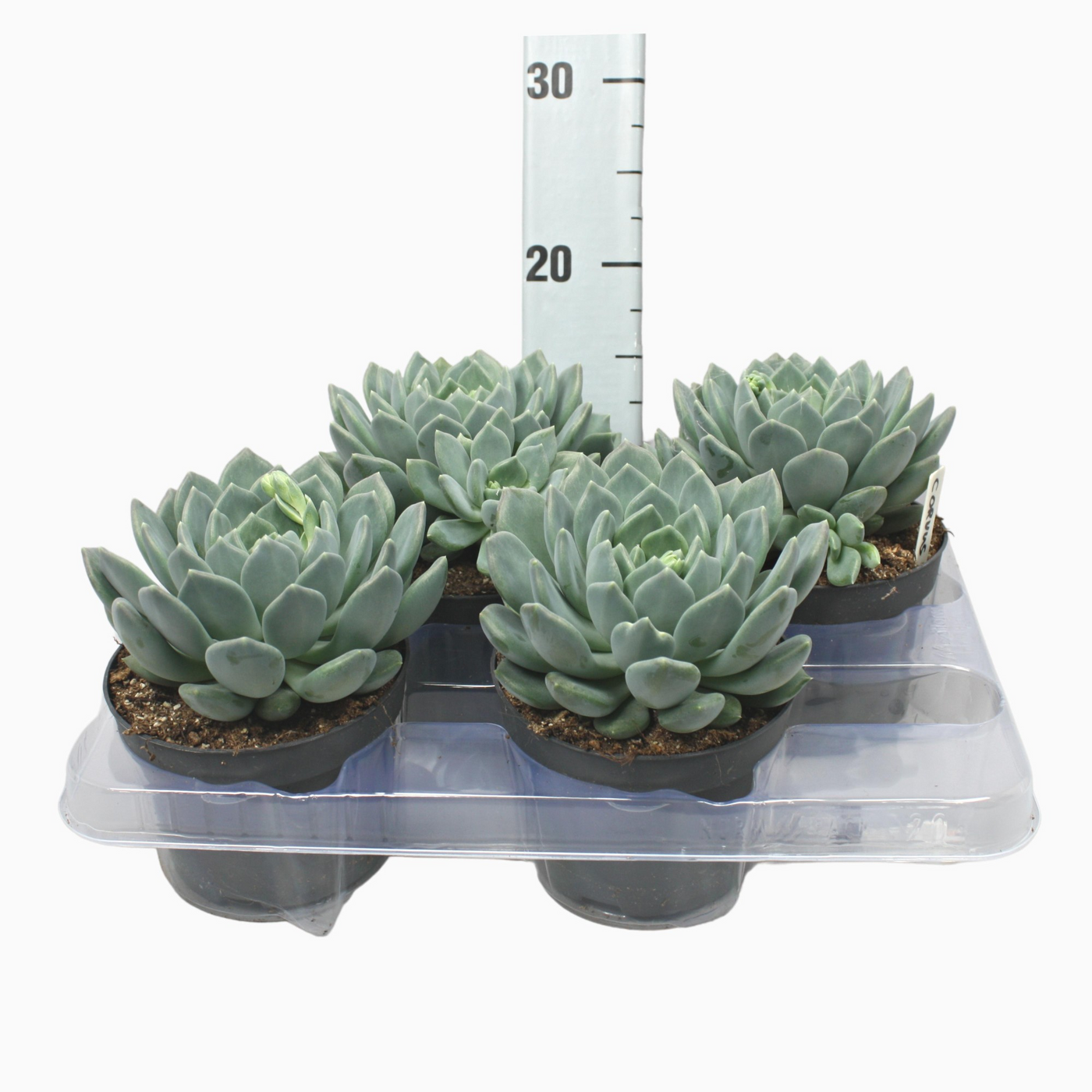 Planta naturala H15cm Pachyphytum 'Corvus' PS13/ in pamant