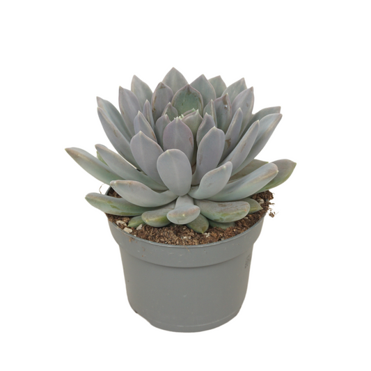 Planta naturala H15cm Pachyphytum 'Draco' PS13/ in pamant