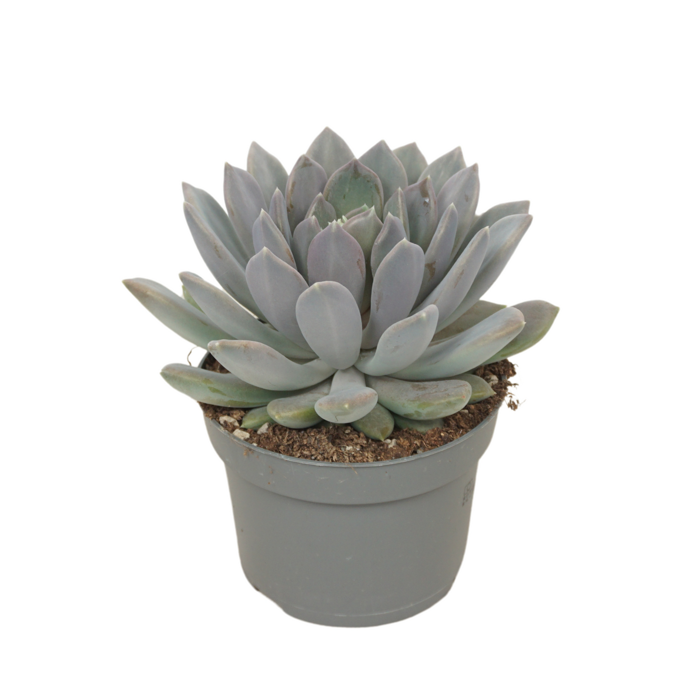 Planta naturala H15cm Pachyphytum 'Draco' PS13/ in pamant