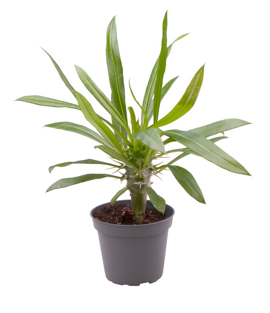 Planta naturala H15cm Pachypodium lamerei PS6/ in pamant