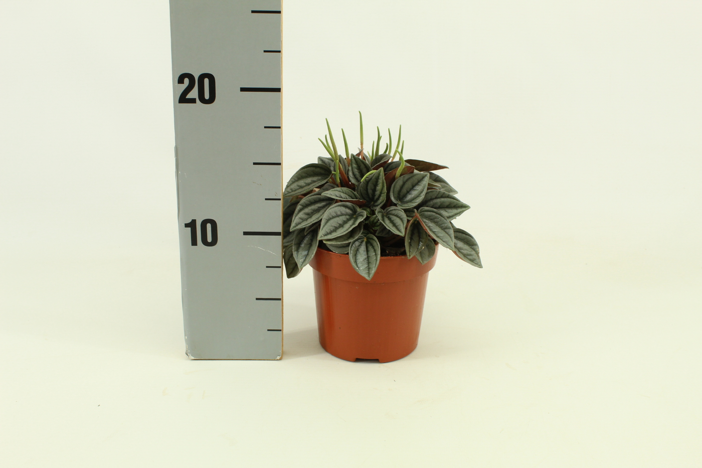 Planta naturala H15cm Peperomia Napoli Nights PS10/ in pamant