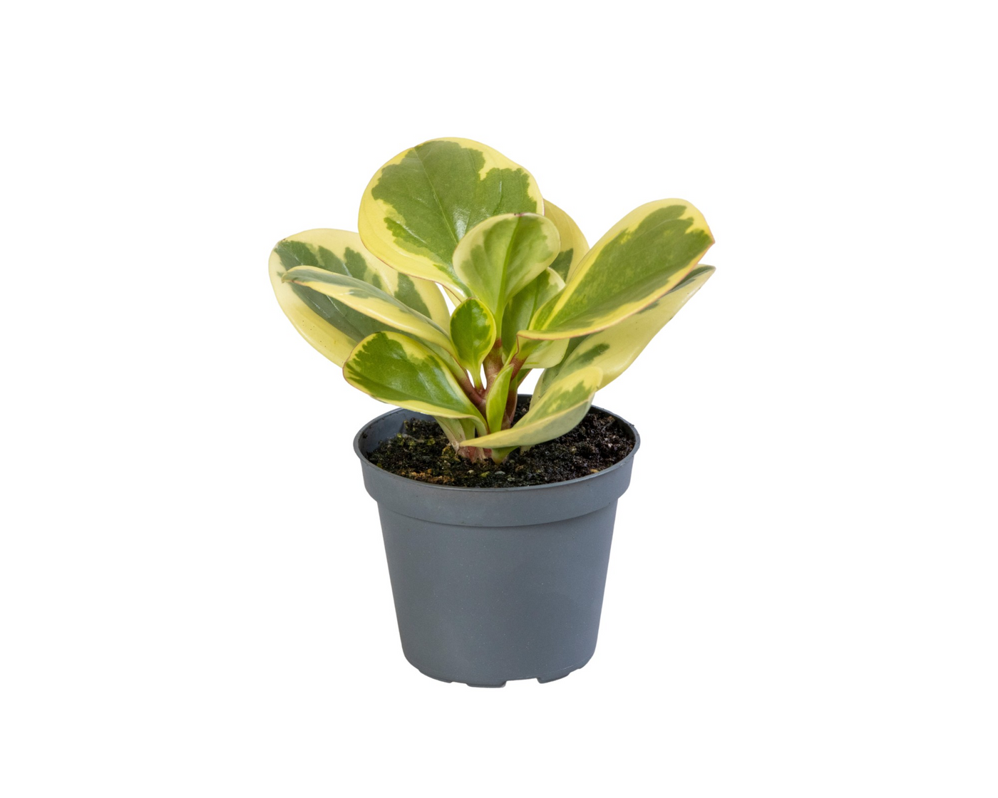 Planta naturala H15cm Peperomia obtusifolia 'Obtipan Bicolor' PS6/ in pamant