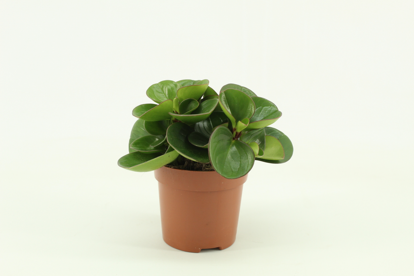 Planta naturala H15cm Peperomia obtusifolia 'Obtipan' PS10/ in pamant