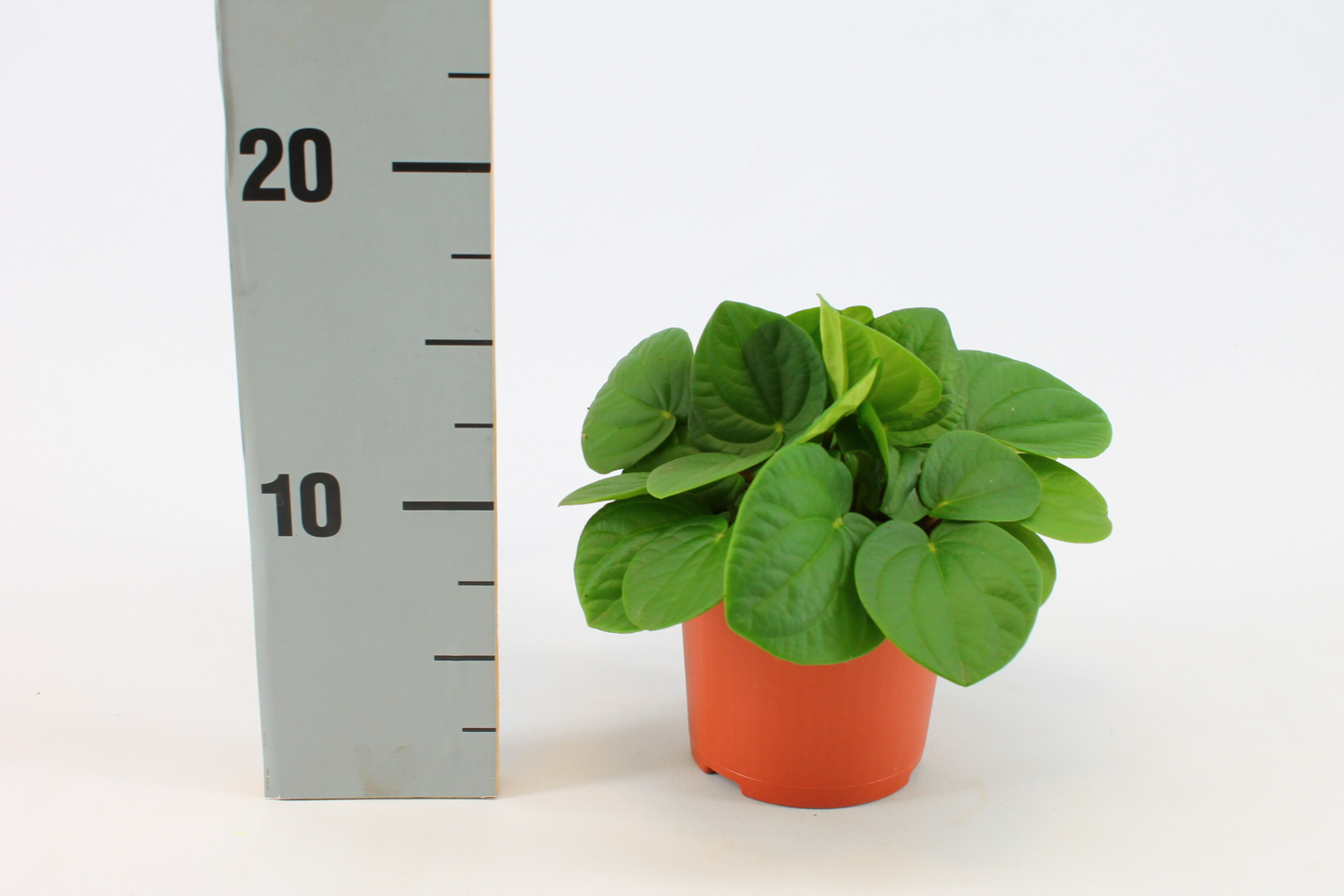 Planta naturala H15cm Peperomia Rana Verde PS10/ in pamant