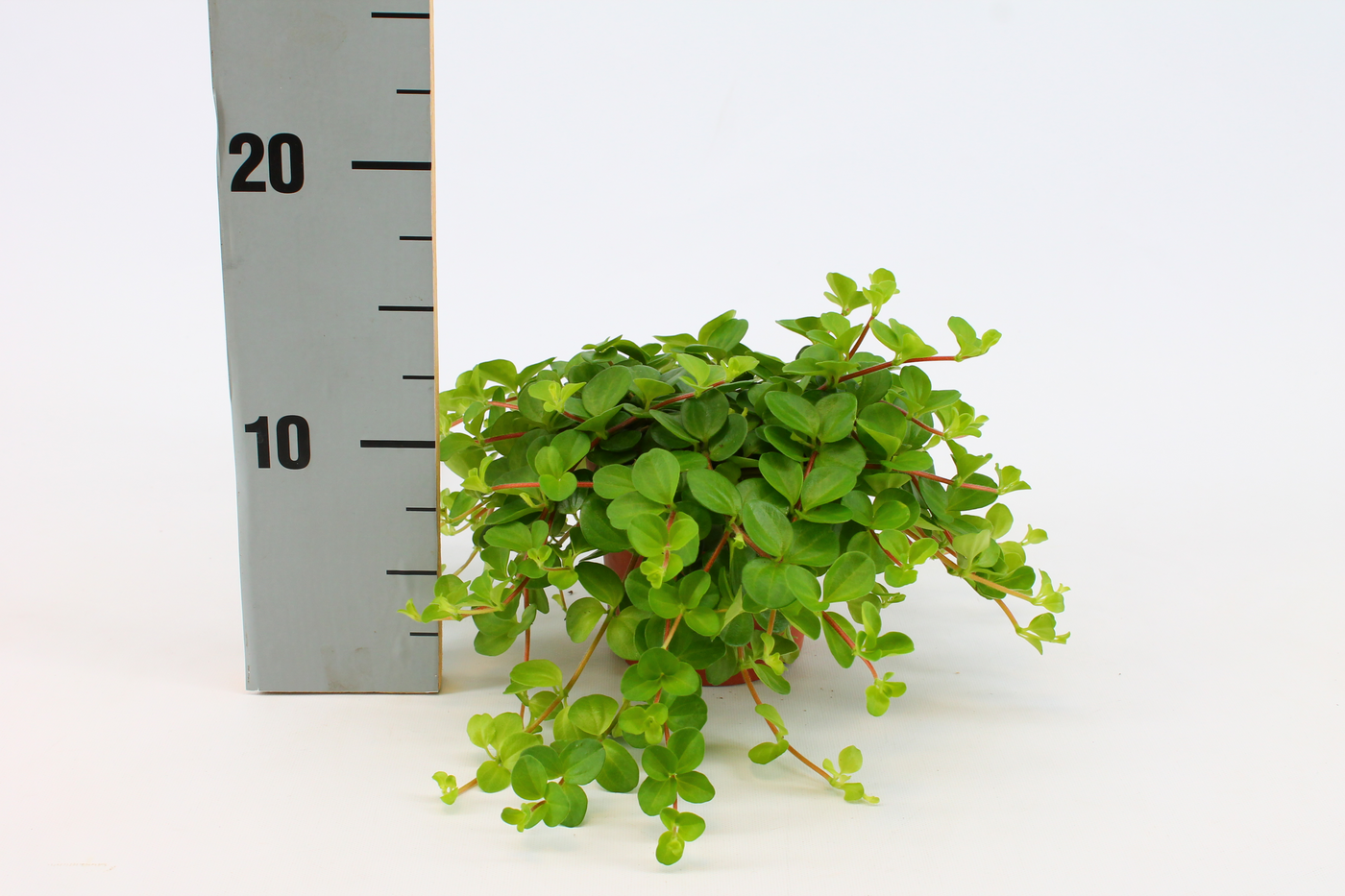 Planta naturala H15cm Peperomia Rotundifolia PS10/ in pamant