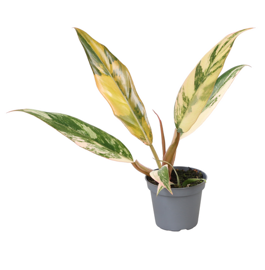 Planta naturala H15cm Philodendron 'Caramel Marble' PS6/ in pamant