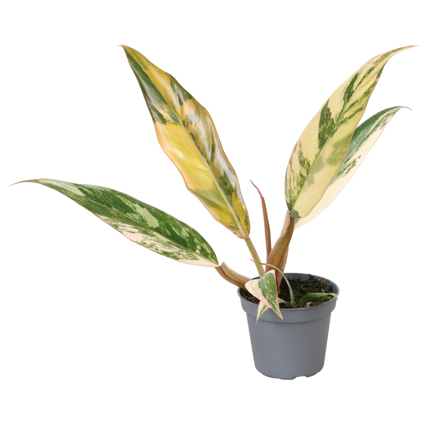 Planta naturala H15cm Philodendron 'Caramel Marble' PS6/ in pamant