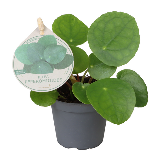 Planta naturala H15cm Pilea peperomioides PS6/ in pamant