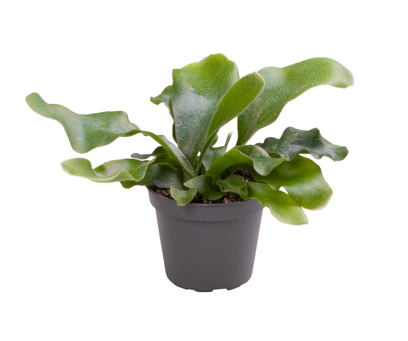 Planta naturala H15cm Platycerium bifurcatum PS6/ in pamant