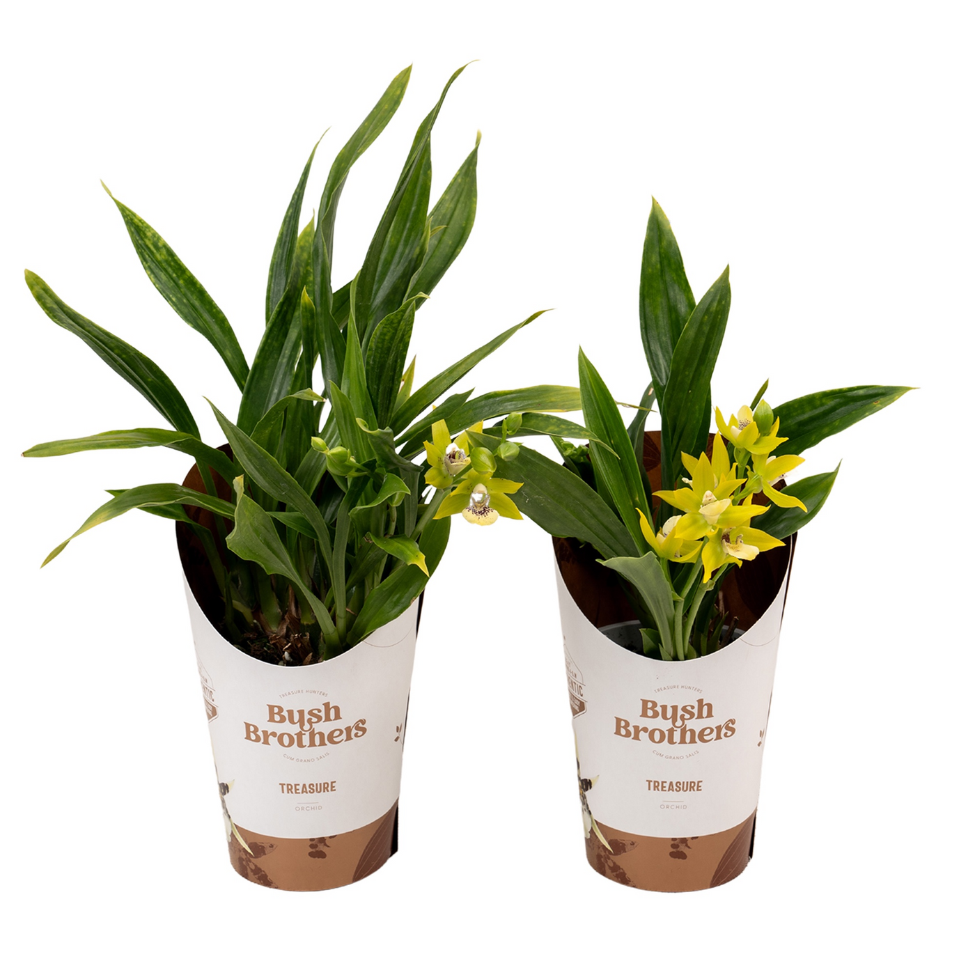 Planta naturala H15cm Promodisianthus PS9/ in pamant