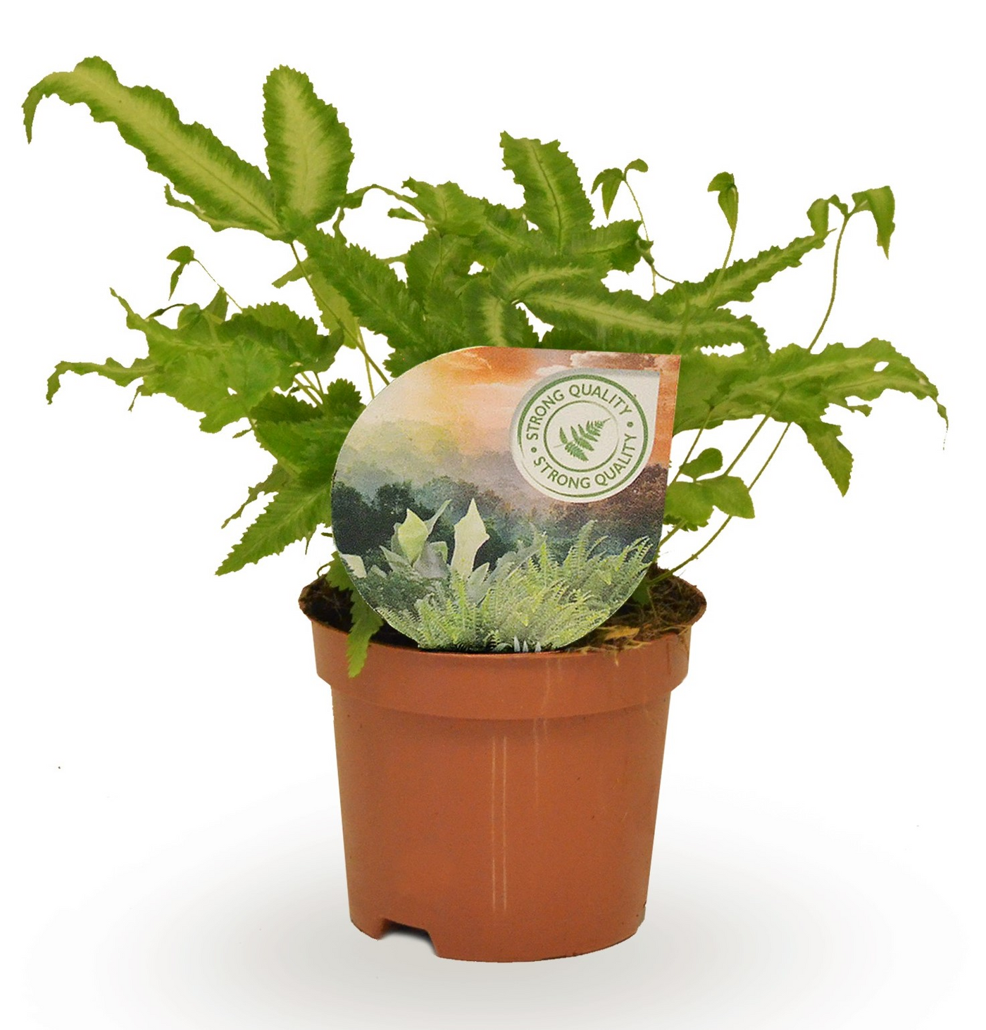 Planta naturala H15cm Pteris cretica 'Albolineata' PS9/ in pamant