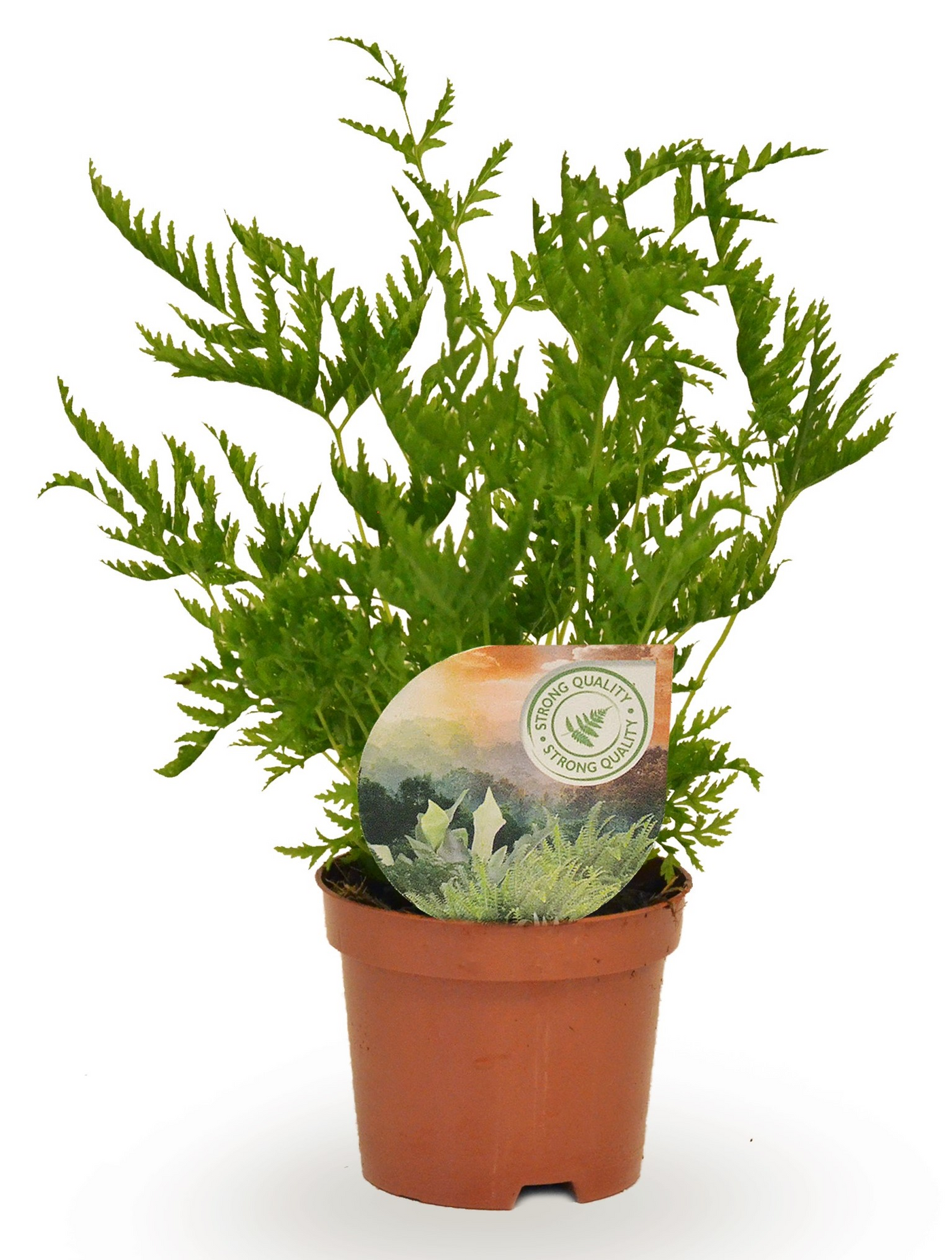 Planta naturala H15cm Pteris straminea PS9/ in pamant