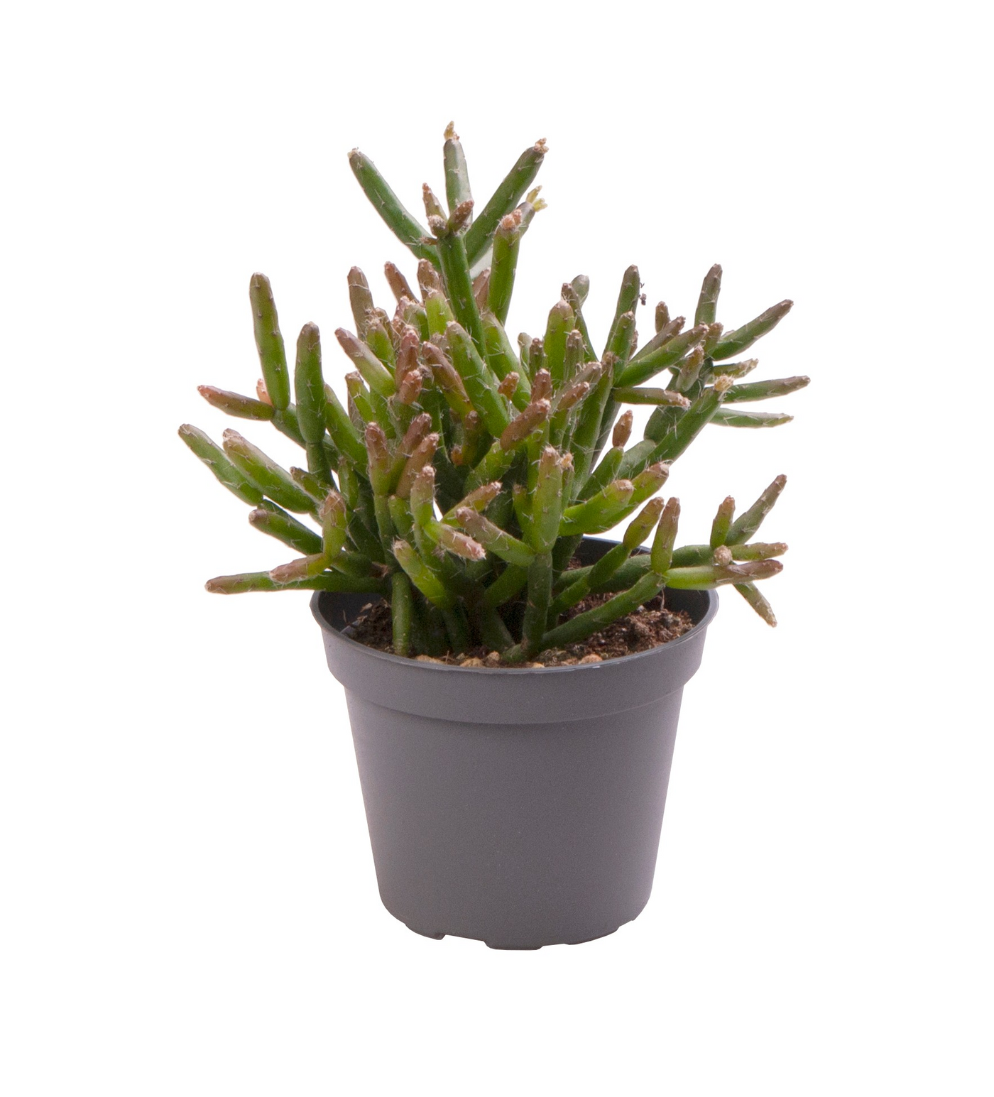 Planta naturala H15cm Rhipsalis burchellii PS6/ in pamant