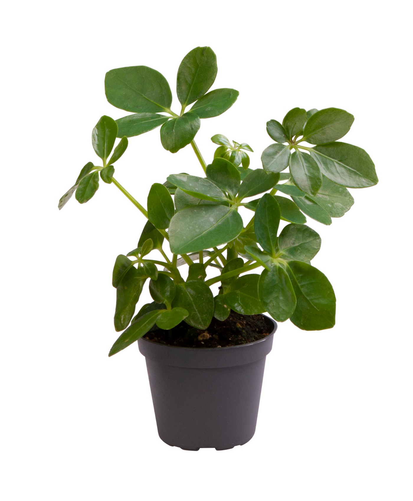 Planta naturala H15cm Schefflera arboricola PS6/ in pamant