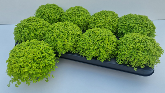 Planta naturala H15cm Soleirolia soleirolii (helexine) 'Aurea' PS11/ in pamant