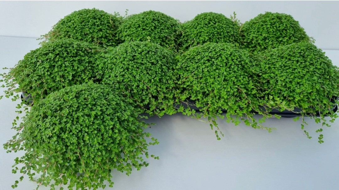 Planta naturala H15cm Soleirolia soleirolii (helexine) groen PS11/ in pamant