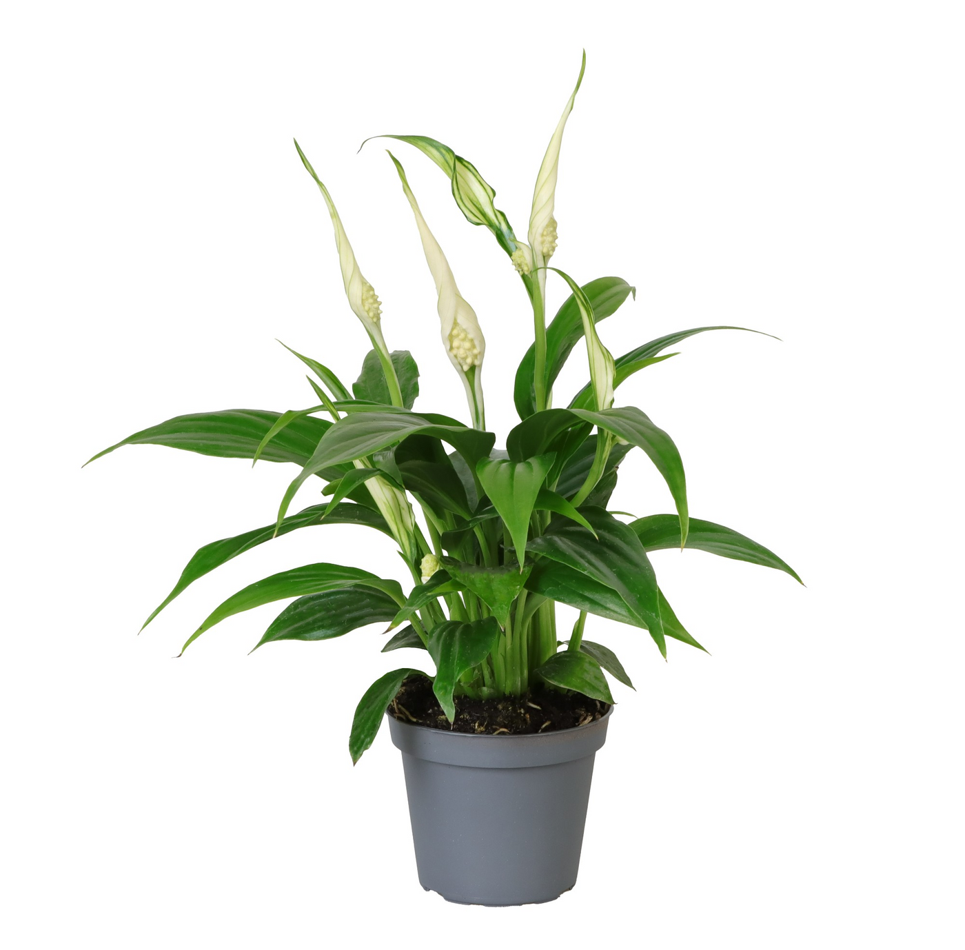 Planta naturala H15cm Spathiphyllum 'Tanni' PS6/ in pamant