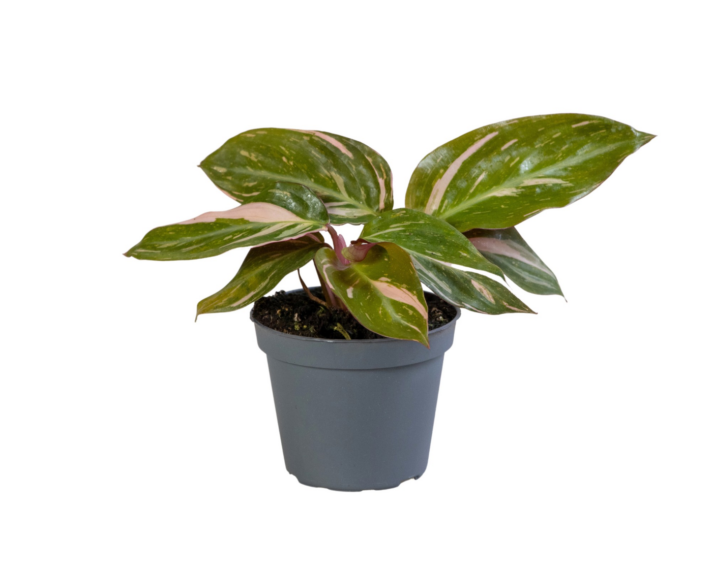 Planta naturala H15cm Stromanthe sanguinea 'Magicstar' PS6/ in pamant