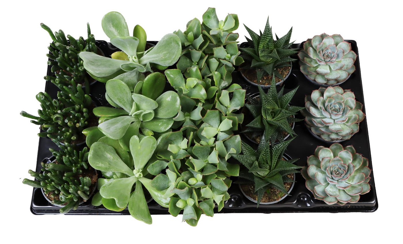 Planta naturala H15cm Succulent mix PS9/ in pamant